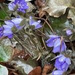 Hepatica nobilis花