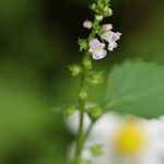 Mosla dianthera Flower