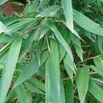 Phyllostachys aurea Blatt