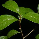 Daphnopsis hammelii Leaf