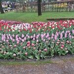 Tulipa gesnerianaFlower