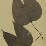 Bauhinia guianensis Leaf