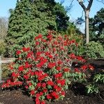 Rhododendron argipeplum Hábito