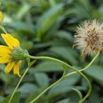 Arnica chamissonis फल