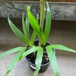 Dypsis procera Hoja