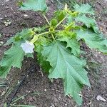 Datura ferox Fuelha