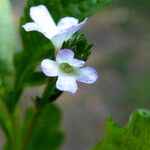 Verbena officinalis Fula