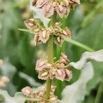 Rumex conglomeratus Vrucht