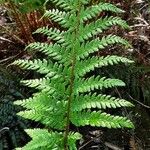 Polystichum setiferum Φύλλο