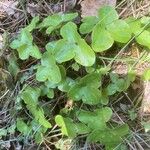Hepatica nobilis Leaf