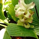 Curcuma longa Blomst