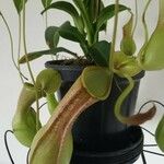 Nepenthes truncata موطن