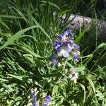 Polemonium occidentale Hábito