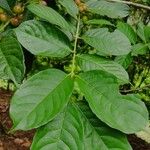 Siparuna guianensis Leaf