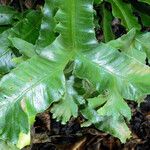 Asplenium scolopendrium Feuille