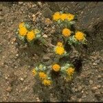 Eriophyllum pringlei Flower