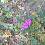 Erodium malacoidesFlor