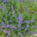 Nepeta racemosaΛουλούδι