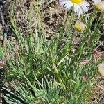 Erigeron pumilus ᱥᱟᱠᱟᱢ