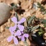Matthiola lunata Bleunienn