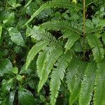 Pteris catoptera برگ