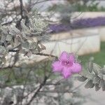 Leucophyllum candidum Flower