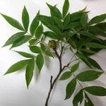 Carya cordiformis عادت داشتن