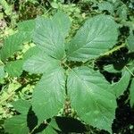 Rubus questieri 葉