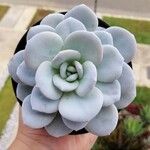 Echeveria laui Blatt