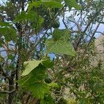 Bryonia verrucosa Fruto
