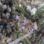 Limonium pseudominutumBlomst