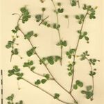 Medicago murex Otro