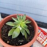 Echeveria agavoides Feuille
