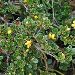 Rhododendron emarginatum Yaprak