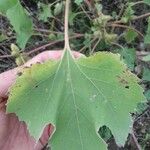 Xanthium orientale Blatt