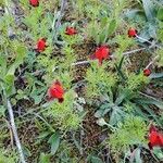 Adonis annua Feuille