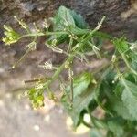 Rorippa palustris Kwiat