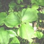 Trillium cernuum Staniste