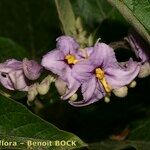 Solanum vespertilio Cvet