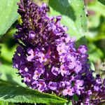 Buddleja davidii Flower