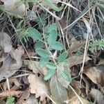 Teucrium chamaedrys Leaf