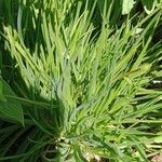 Bulbine frutescens Blatt