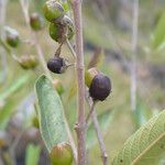 Vitex gardneriana