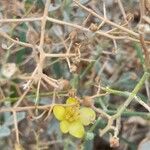 Verbascum spinosum