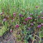 Trifolium depauperatum Hàbitat