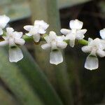 Listrostachys pertusa Kukka