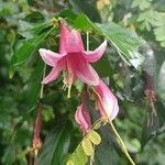 Centropogon cornutus Flower