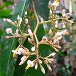 Ardisia compressa Flower