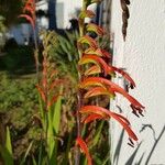 Chasmanthe floribunda Цвят
