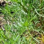Artemisia campestris Leaf